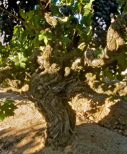 Old vine zinfandel from the famed Soucie Vineyard (planted in 1916) on Mokelumne's 