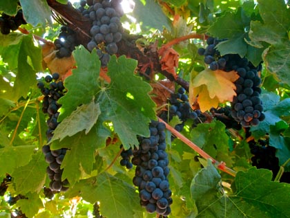 Pristinely ripening Primitivo (clonal variation of zin, taken Sept. 2010) on the far "left bank" of Lodi's Mokelumne River