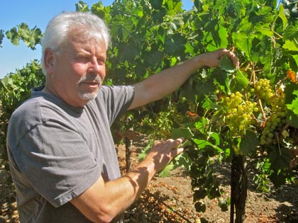 Jim Moore showing us his Lodi grown Vermentino