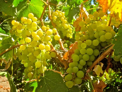 The rare Moscato Giallo, found in Kevin Delu's Lodi vineyard