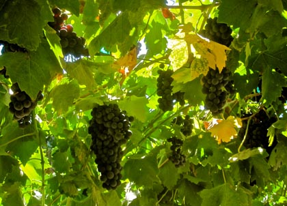 Beautiful bambino berried Primitivo floating on a quadrilateral trellis in Lodi