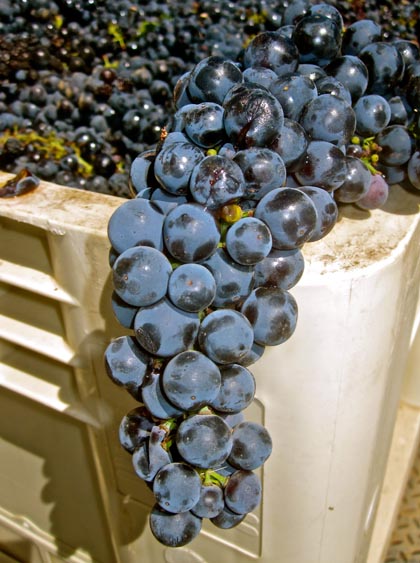 Closeup of the plump, delectable Zinfandel that came into Michael-David last week