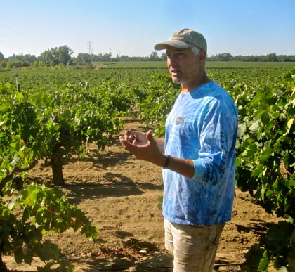 Macchia's Tim Holdener amidst head trained, own rooted zin planting managed by Dave Devine on east side of Lodi's Mokelumne River, just before picking last week