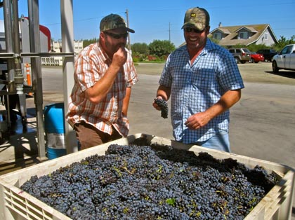 Macchia's Tim Holdener amidst head trained, own rooted zin planting managed by Dave Devine on east side of Lodi's Mokelumne River, just before picking last week