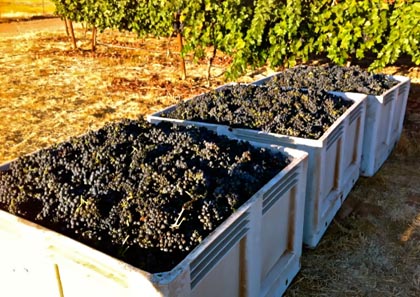 This load of zin, grown by Markus Bokisch in the Borden Ranch AVA (eastern elevations of Lodi), was headed for the famed Neyers Vineyards winery in Napa Valley last week