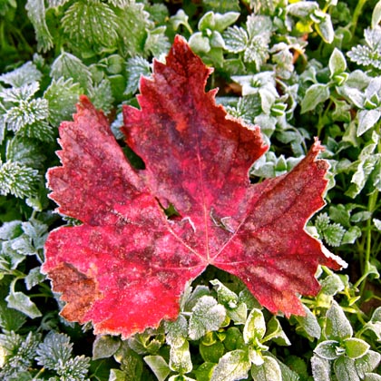 Frosted zin leaf, Dec. 4