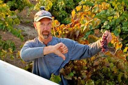 Maley rejects grapes with transluscent red colors