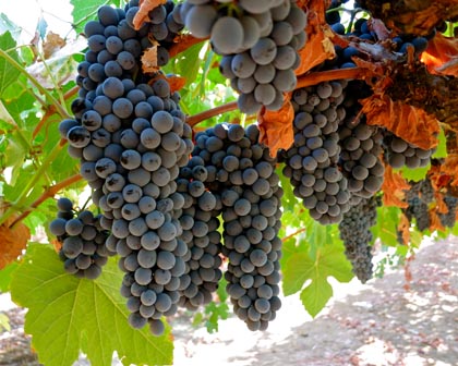 Touriga Nacional (Silvaspoons Vineyards) is considered the “king” of Portuguese grapes