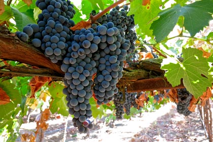Touriga Francesa (Silvaspoons Vineyards) is another highly esteemed black skinned, native Portugese grape