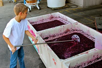 McCay Cellars’ Matt McCay punches down Bechthold Vineyard Cinsaut (picked August 30), nearing the end of its native yeast fermentation