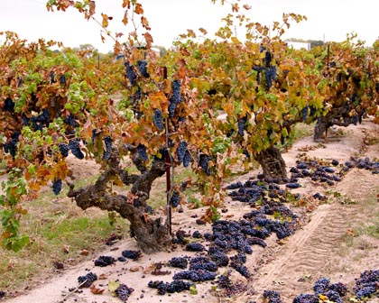 Piles of discarded Zinfandel clusters next to 97-year old Kirschenmann vines