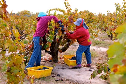 Pickers from Bokisch Ranches’ year-round all-women vineyard crews