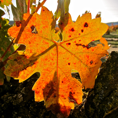 Zinfandel leaf in autumn (Noma Ranch)