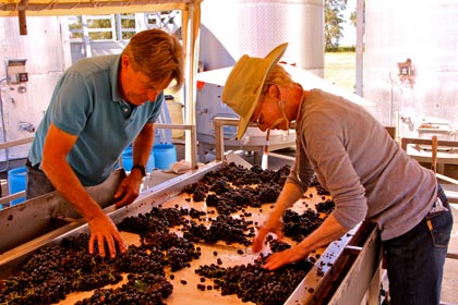 2013 Zinfandel harvest at Jessie’s Grove Winery