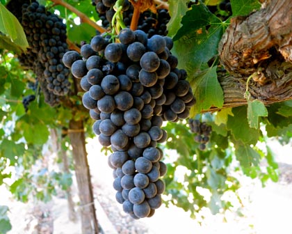 Phillips Farms Petite Sirah (grown for Michael David Winery)