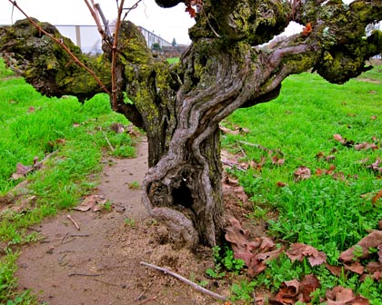 Ancient (100+ years), dry farmed Noma Ranch vine