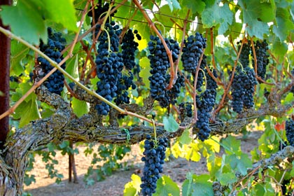 Picture-perfect Abba Vineyards Syrah