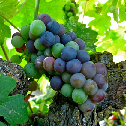 July 15: typical of Zinfandel plantings throughout Lodi, this cluster is in the midst of veraison (colors turning from green to purplish reds and blues)