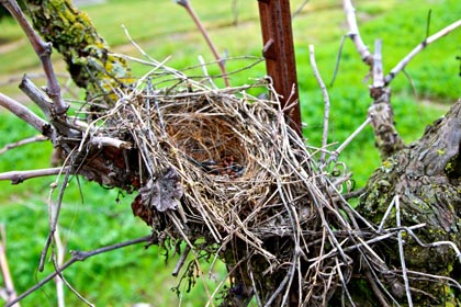 January: abandoned bird nest on bared vines