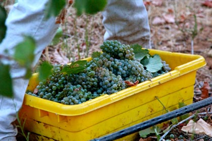 August 19: Albarino harvest in Bokisch Ranches' Vista Luna Vineyard
