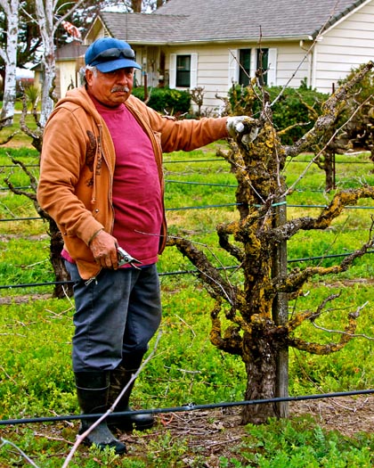 First week of February: pruning of old vine Zinfandel 