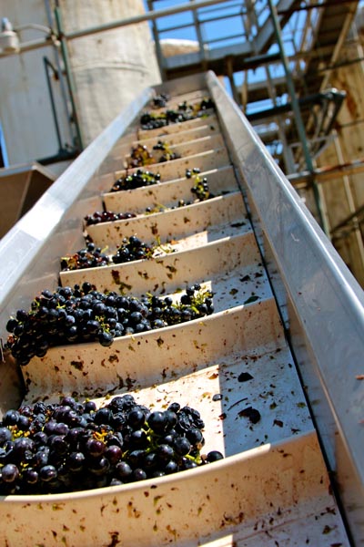 Maley Brothers’ Wegat Vineyard Zinfandel coming in at the crusher
