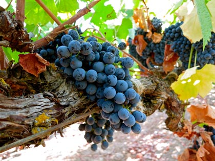 Mid-September: Alvarehao — a Portuguese variety that produces both table reds and fortified sweet reds — in Silvaspoons Vineyards; still about three weeks to go before harvest
