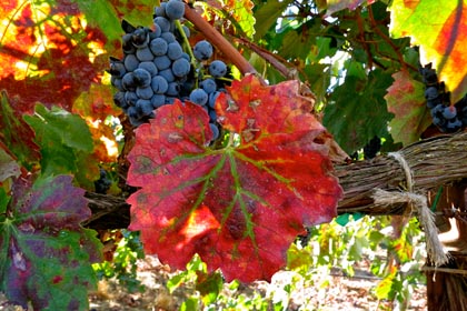 Mid-September red leaf: typical of 2013, this Silvaspoons Tannat developed earlier than usual leaf coloring