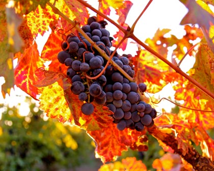 End of September: west side Zinfandel wrapped in fiery leaves and alien-like red tendrils
