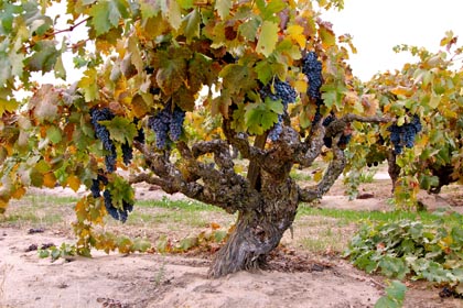 Early October: meager crop on this classic, ancient, wizened (planted 1920s) Alicante Bouschet in Borra Vineyards' Church Block, which will be field crushed with Barbera, Petite Sirah and Carignan to produce Borra's acclaimed 