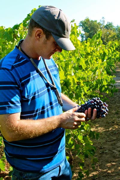 De Loach vineyard manager Eric Pooler with historic Mission grapes (first Vitis vinifera planted in California), which go into Buena Vista’s sweet Angelica solera