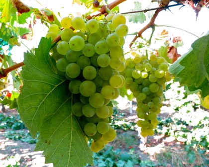 Silvaspoons Vineyards 2014 Torrontes