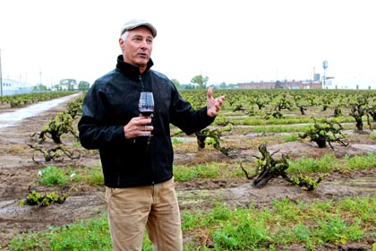 Macchia winemaker/owner Tim Holdener among tiny +100-year old Noma Ranch vines on Lodi’s east side