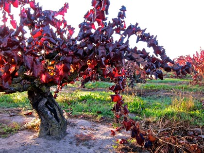 The blindingly scarlet colors of Mohr-Fry Ranches Alicante Bouschet in 2012, just before being uprooted