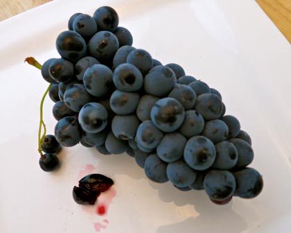The red pulp of Alicante Bouschet