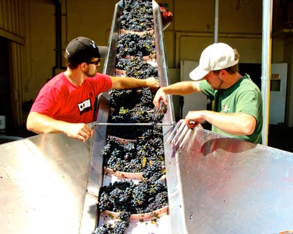 St. Amant crew doing final sorting of Marian’s Vineyard grapes