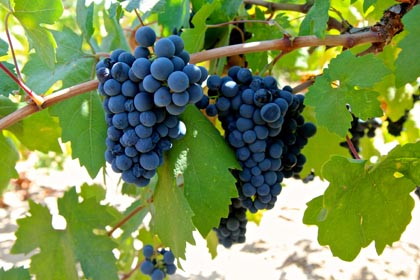 In Schmierer Vineyard: smaller, slightly shriveled Zinfandel cluster, typical of the 2014 harvest