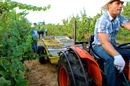 August 29: Mokelumne Glen Vineyard Gewurztraminer harvest for Borra Vineyards