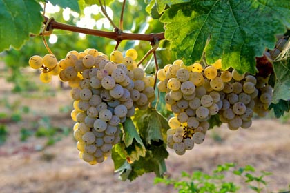 Rare, zesty, minerally Kerner grapes in Mokelumne Glen Vineyard