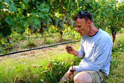 Borra winemaker Markus Niggli tasting Kerner grapes