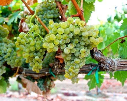 Rare, lemony crisp Piquepoul grapes in Acquiesce Vineyards