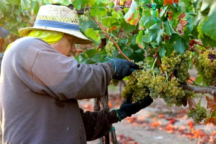 Hand picking of Acquiesce Vineyards Piquepoul
