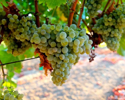 Acquiesce Vineyards Grenache Blanc clusters
