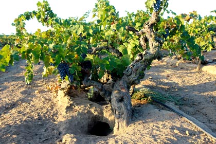 Gopher holes as massive as the trunks of these 105-year Zinfandel vines in Rous Vineyard