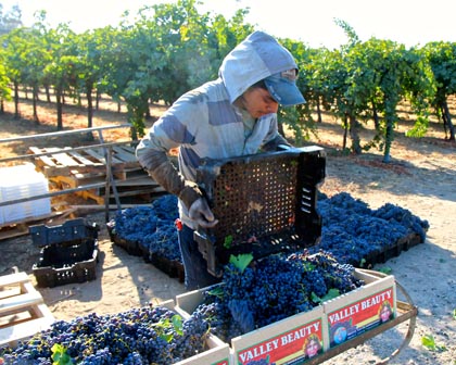 Delta Packing Co. field-packing Cabernet Sauvignon for table market