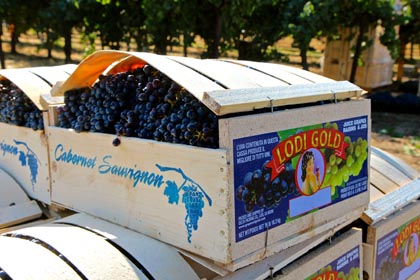 Lodi Gold Cabernet Sauvignon, freshly field-packed by Delta Packing Co.