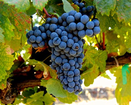 Rare, later ripening Dolcetto grapes in Celle Vineyard, farmed by Klinker Brick in the south-east corner of the Lodi AVA