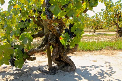Ancient Zinfandel in Mohr-Fry Ranches’ Marian’s Vineyard (planted in 1901)