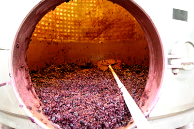 At m2 winery, grape skins of just-drained Zinfandel fermentor, headed for pressing