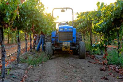 Early morning harvest in Acquiesce Vineyards